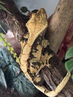 1.0 Extreme harlequin wimpergekko man