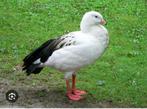 Oie des Andes, Animaux & Accessoires, Volatiles, Oie ou Cygne