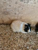 Cavia, Mei, Mannelijk, Cavia