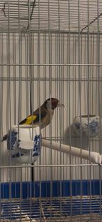 Chardonneret parva, Animaux & Accessoires