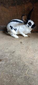 Groot lotharinger, Dieren en Toebehoren, Konijnen, Vrouwelijk, Groot, 0 tot 2 jaar