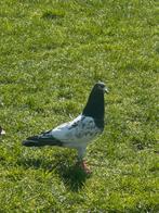 Pakistaan duiven te koop, Dieren en Toebehoren, Vogels | Duiven, Mannelijk, Overige soorten
