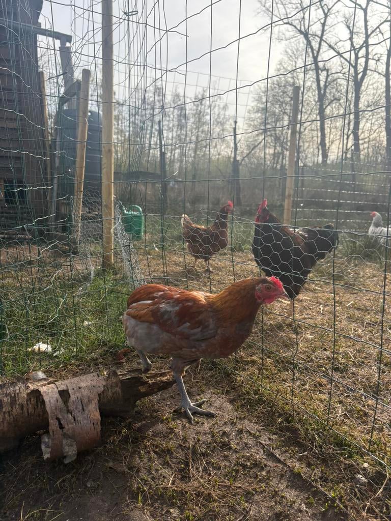 Jonge haan te koop – 22 weken – gezond en actief, Animaux & Accessoires, Volatiles, Poule ou poulet, Mâle