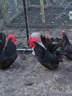 chabo haantjes, Dieren en Toebehoren, Pluimvee, Mannelijk, Kip