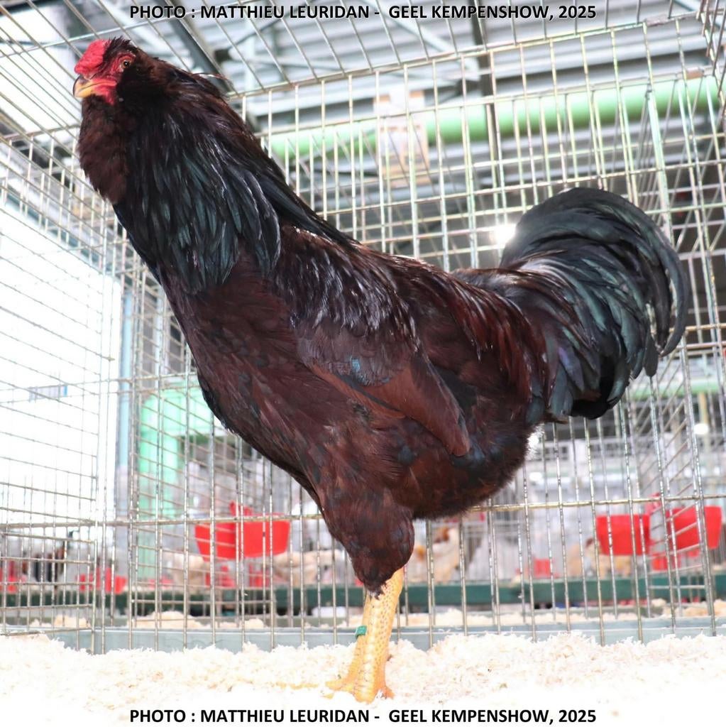 Poussins Orloff, Sexe inconnu, Poule ou poulet