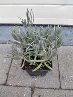 Lavendula Munstead, Enlèvement