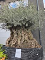 Prachtige olijfboom Olea Europaea  uniek exemplaar- op voorr, Tuin en Terras, Ophalen, Olijfboom
