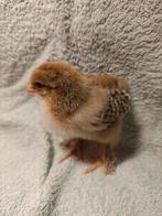 Brahma meerzomig patrijs en meerzomig blauwpatrijs, Dieren en Toebehoren, Pluimvee