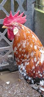 Haan leghorn porceleinkleur, Dieren en Toebehoren