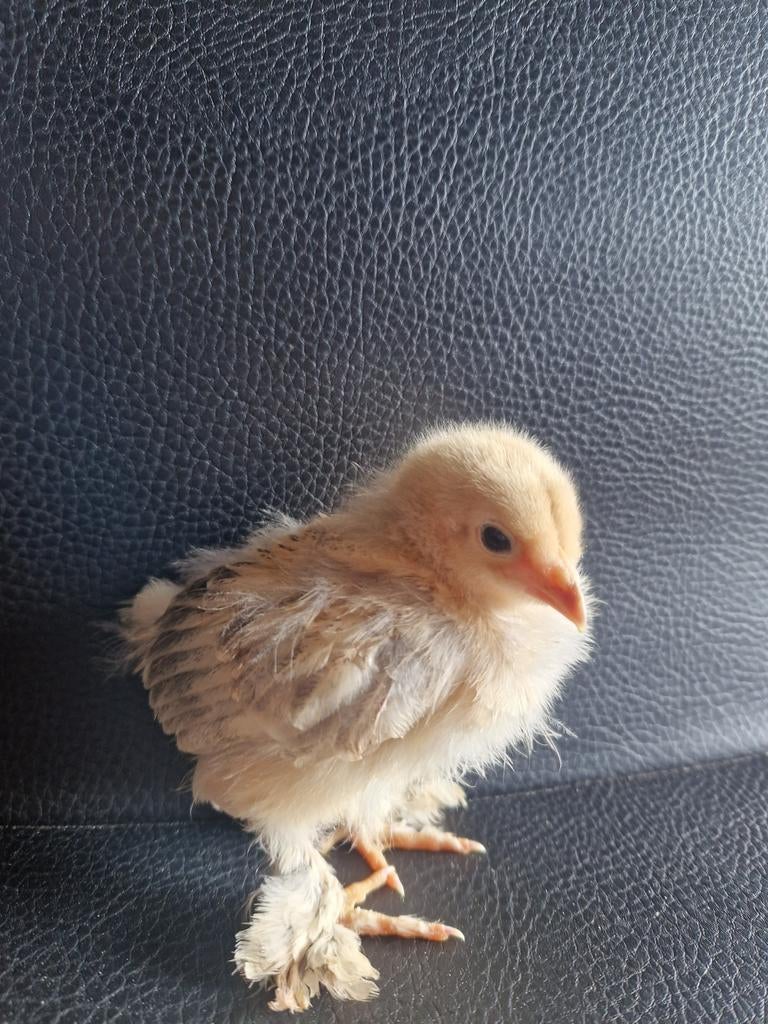 Brahma Buff kuikentjes