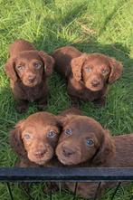 teckel pups,dwerg,solid chocolate langhaar, Dieren en Toebehoren, België, Reu, 8 tot 15 weken, Dwerg