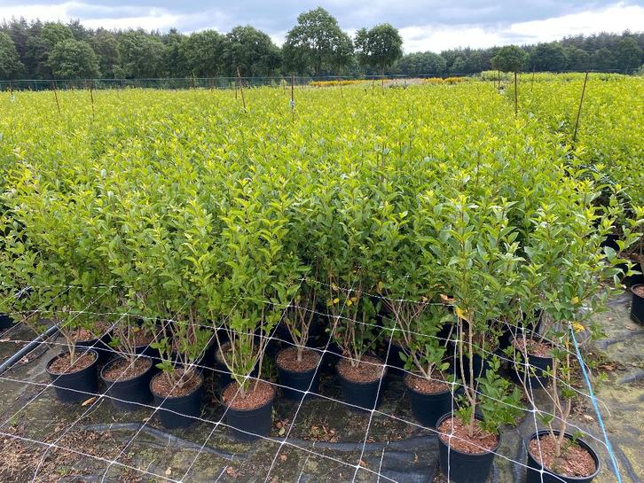 Ligustrum Ovalifolium, Tuin en Terras, Planten | Struiken en Hagen, Struik, Ophalen