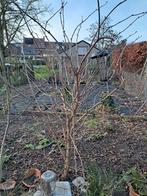 sureau à tiges multiples, Jardin & Terrasse, 100 à 250 cm, Plein soleil, Autres espèces, Enlèvement