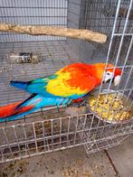 geelvleugel ara, Dieren en Toebehoren, Vogels | Parkieten en Papegaaien, Meerdere dieren, Papegaai, Geringd