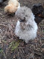 Zijdenhoendjes 3 hennen 1 haantje ., Plusieurs animaux, Poule ou poulet