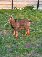 Dwerggeit Bruin mieke met tan, Dieren en Toebehoren, Vrouwelijk, Geit, 3 tot 5 jaar