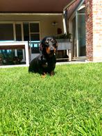 Black & tan dwergteckel reutje, Dieren en Toebehoren, Parvo, België, Fokker | Hobbymatig, Reu