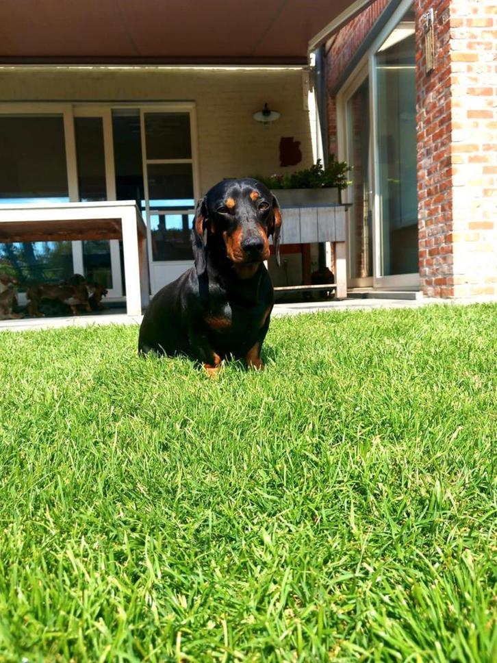 Black & tan dwergteckel reutje, Dieren en Toebehoren, Honden | Teckels en Dashonden, Reu, Korthaar, Dwerg, Fokker | Hobbymatig