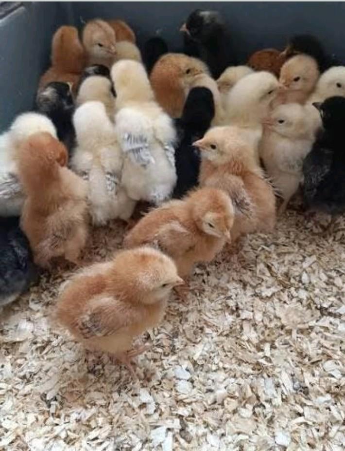 Kuikens (100% hennen), Dieren en Toebehoren