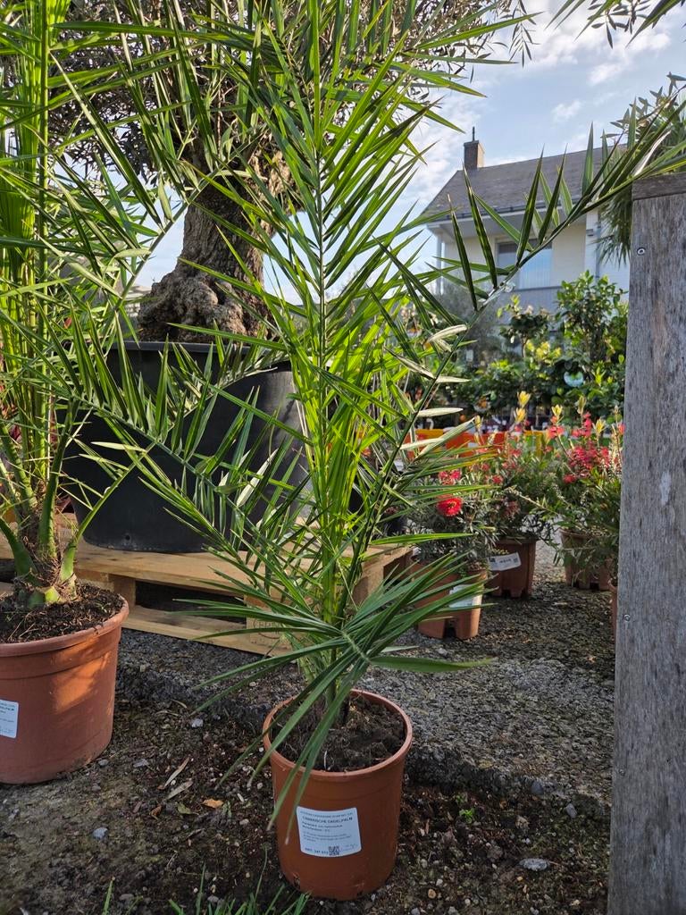 Phoenix Canariensis - dadelpalm, Jardin & Terrasse, Plantes | Jardin, Enlèvement