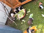 Cavia's vrouwtjes en beertjes, Dieren en Toebehoren