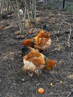 Brahma haan, Dieren en Toebehoren