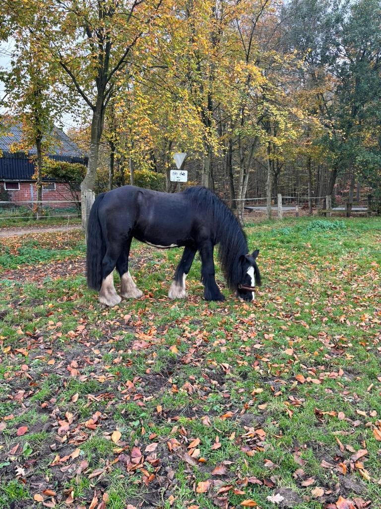 Weidemaatje, Dieren en Toebehoren, Paarden, Merrie