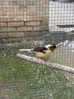 Gloster 2025 gladkop, Dieren en Toebehoren, Vogels | Kanaries, Mannelijk, Zangkanarie