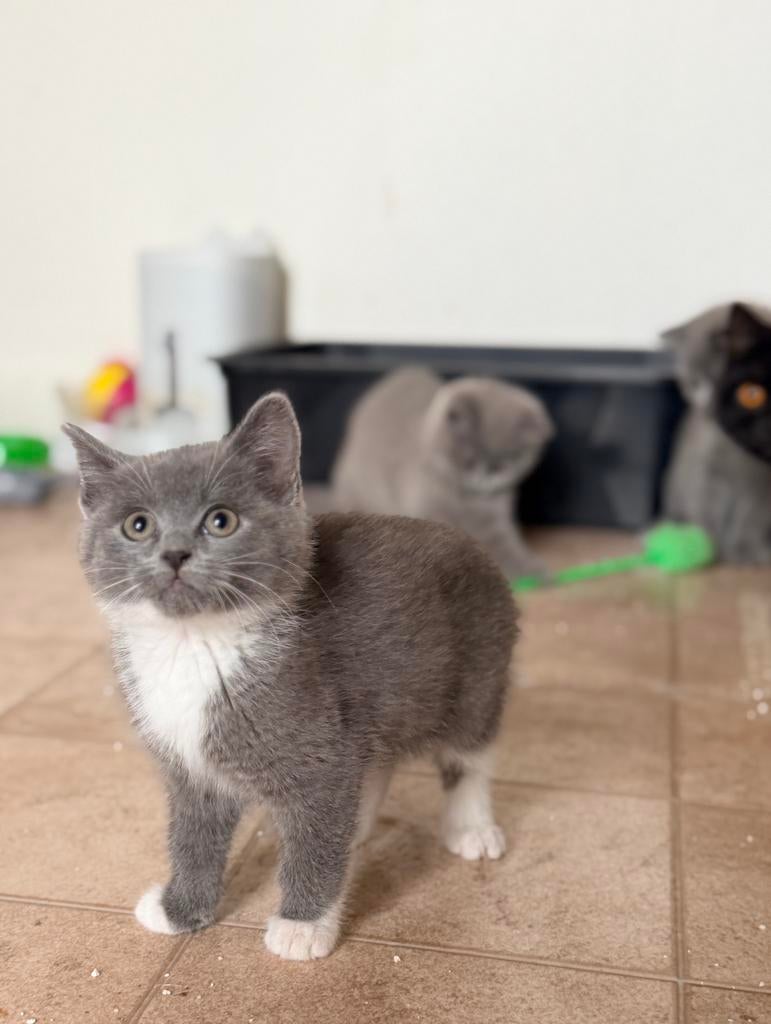 Britse korthaar kittens, Dieren en Toebehoren, Katten en Kittens | Raskatten | Korthaar, Meerdere dieren, Gechipt, 0 tot 2 jaar