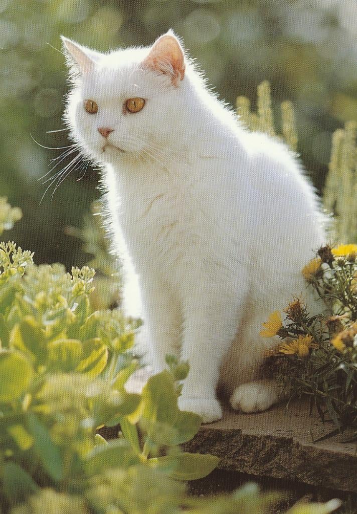 KAT   7, Collections, Cartes postales | Animaux, Envoi, Affranchie, Chien ou Chat