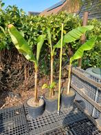 Bananen planten, Enlèvement