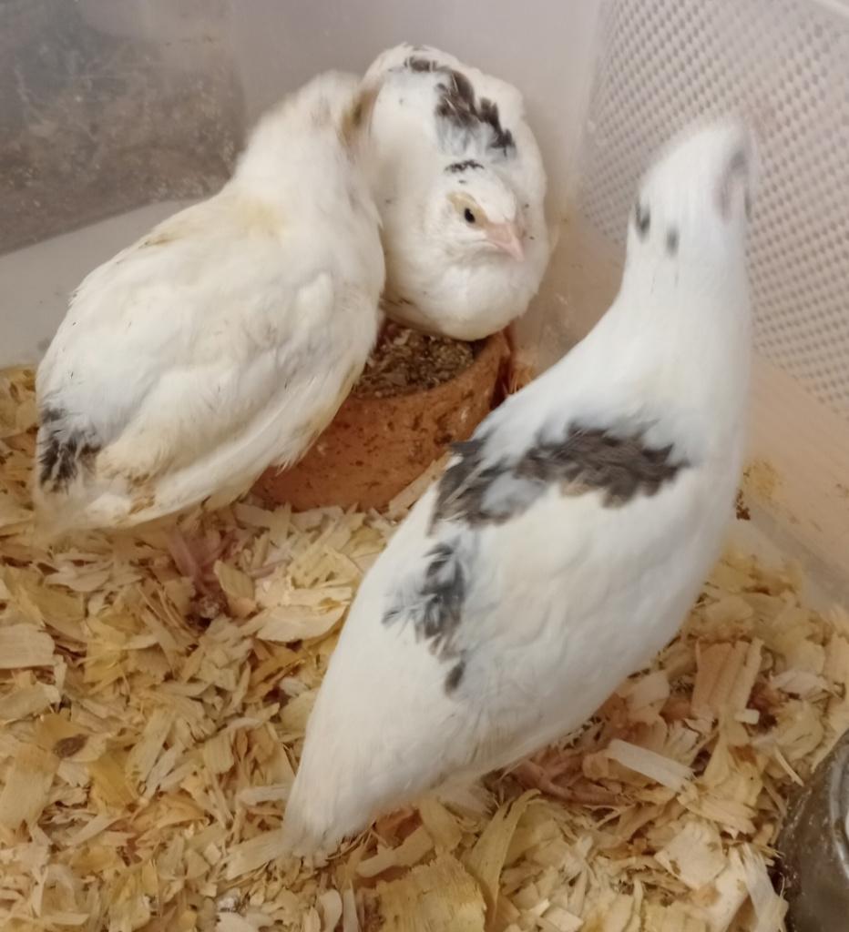 Japanse kwartels in kleurslag wit-bont