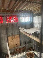 Tortelduiven lachduiven, Dieren en Toebehoren, Vogels | Duiven