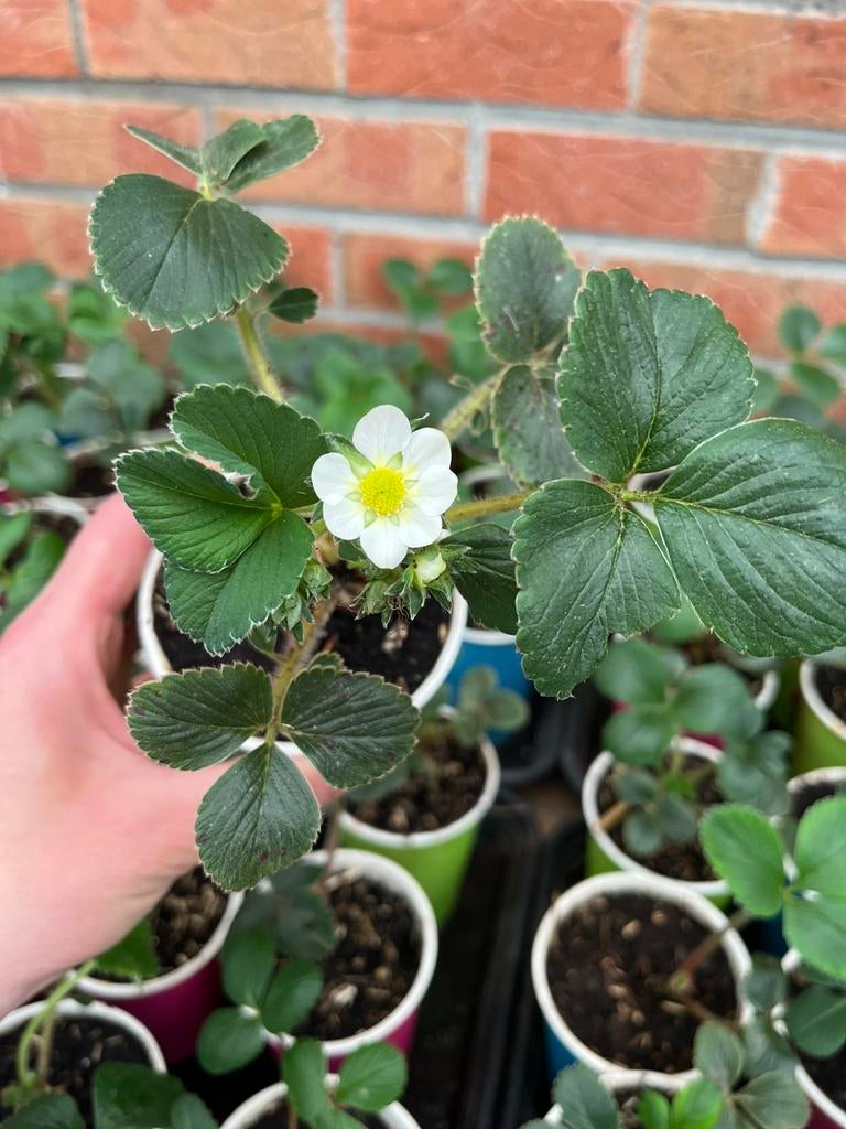 Aardbeienplanten met bloemen – €5 per stuk!, Tuin en Terras, Planten | Tuinplanten, Ophalen of Verzenden