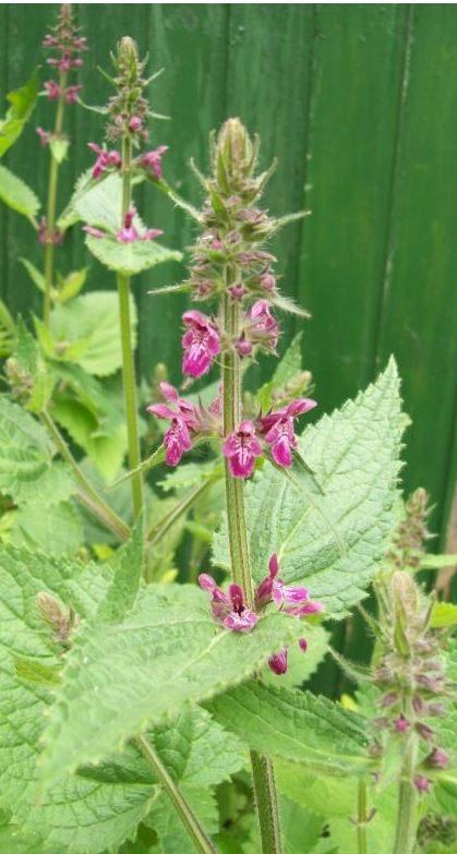 Stachys sylvatica - Bosandoorn (vaste plant), Tuin en Terras, Ophalen, Vaste plant, Halfschaduw