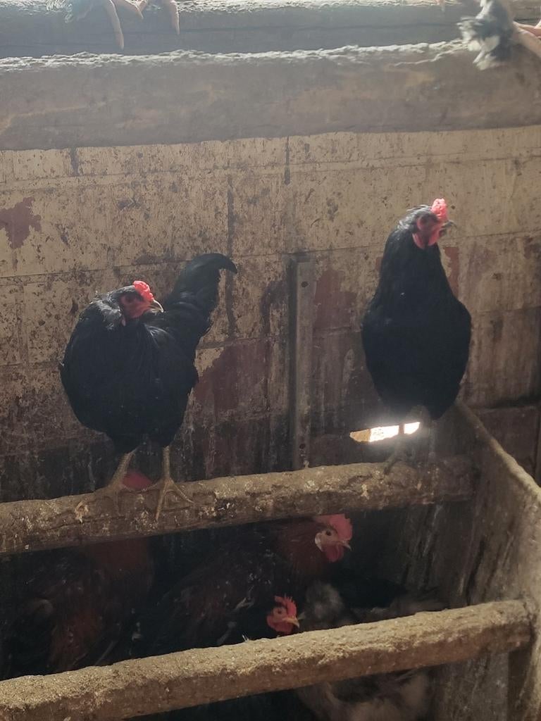 Coqs Auraucana à queue