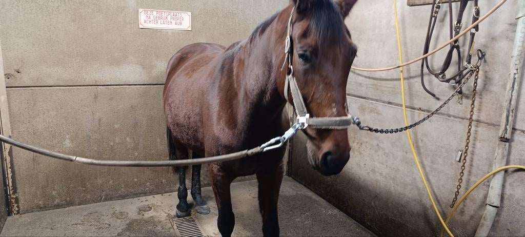 Draver te koop. 7j, Dieren en Toebehoren