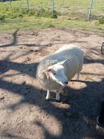 Brebis, Animaux & Accessoires