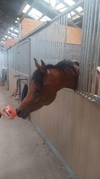 Prachtige Arabieren, Dieren en Toebehoren, Paarden, Meerdere dieren, Minder dan 160 cm, Met stamboom, 3 tot 6 jaar