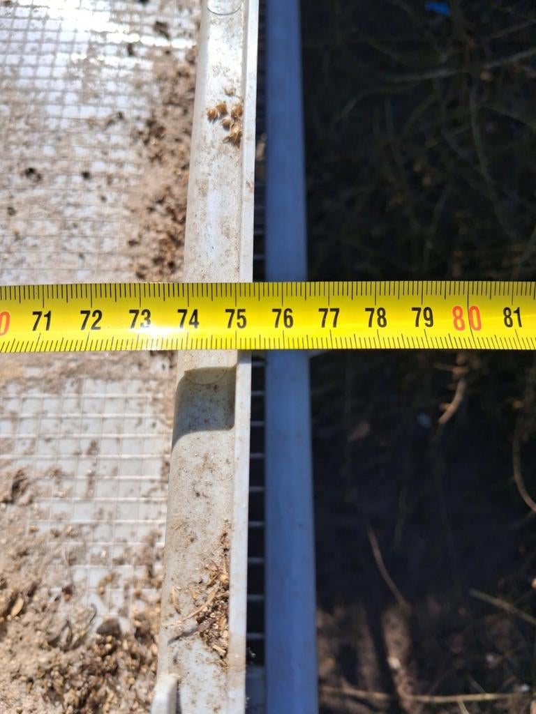 Cage à oiseaux, Enlèvement, Cage à oiseaux