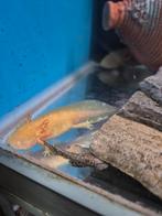 We hebben weer axolotl beschikbaar, Dieren en Toebehoren, Amfibie
