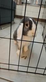 Lapins/cobayes et., Enlèvement, Enclos, Cobaye