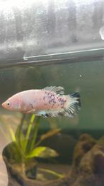 Vrouwelijke betta, Dieren en Toebehoren, Vis, Zoetwatervis