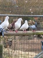 Veel jonge duiven tekoop, Dieren en Toebehoren, Vogels | Duiven, Meerdere dieren, Overige soorten