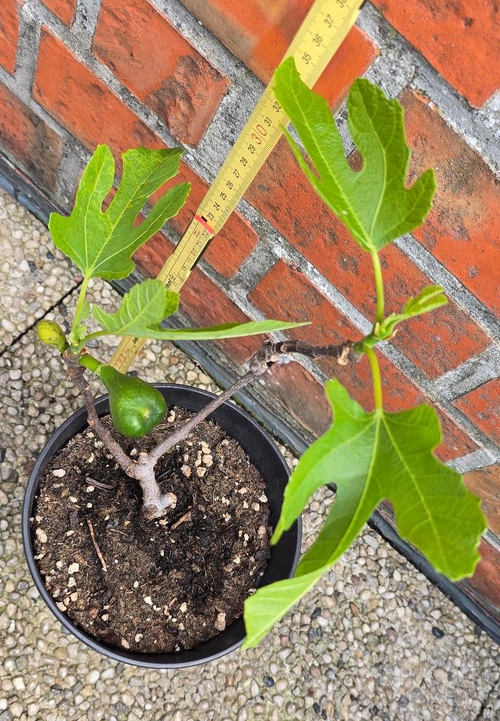 Vijgenboom 'BROWN TURKEY' vijgen boom Ficus Carica 1v4, Ophalen, Lente, Volle zon, In pot