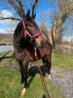 KWPN-2024-LantoHbc-Kinsgton Blue Hors-Glock'sToto Jr-Totilas, Animaux & Accessoires, Chevaux, L