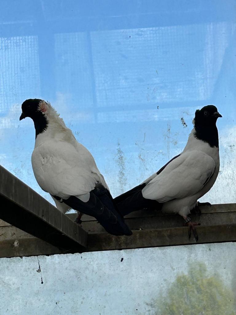 Nonduiven, Dieren en Toebehoren, Vogels | Duiven
