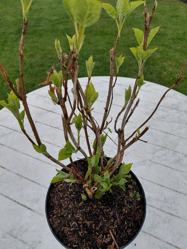 Hydrangea Annabelle, Ophalen, Hortensia