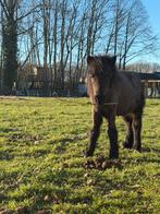 Nmprs: Shetland veulen, Dieren en Toebehoren, Pony's, Hengst, Niet van toepassing, Met stamboom, 0 tot 2 jaar