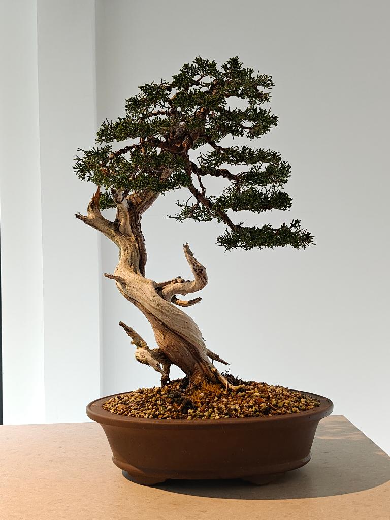 Jeneverbes bonsai, Tuin en Terras, Planten | Bomen, Overige soorten, Minder dan 100 cm, Volle zon, Bloeit niet, In pot, Ophalen of Verzenden
